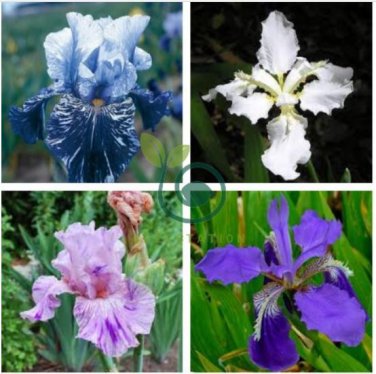 Iris tectorum 40 Seeds