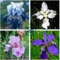 Iris tectorum 40 Seeds