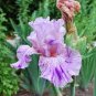 Iris tectorum 40 Seeds