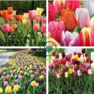 Tulips 200 Seeds