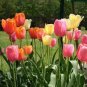 Tulips 200 Seeds