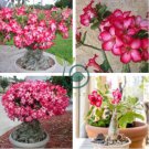 Desert Rose Adenium 4 Seeds