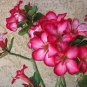 Desert Rose Adenium 4 Seeds