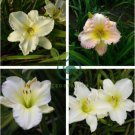 Daylily Flower 300 Seeds