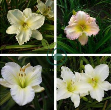 Daylily Flower 300 Seeds