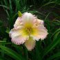 Daylily Flower 300 Seeds