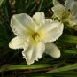 Daylily Flower 300 Seeds