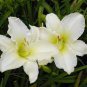 Daylily Flower 300 Seeds