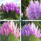 Pampas Grass 400 Seeds
