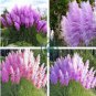 Pampas Grass 400 Seeds