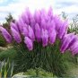Pampas Grass 400 Seeds