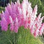Pampas Grass 400 Seeds