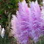 Pampas Grass 400 Seeds