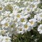 Creeping Thyme Seeds Rock CRESS Plant 400 Seeds