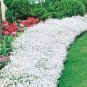 Creeping Thyme Seeds Rock CRESS Plant 400 Seeds
