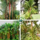 Lipstick Palm Cyrtostachys Renda Tree 20 Seeds
