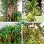 Lipstick Palm Cyrtostachys Renda Tree 20 Seeds