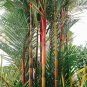 Lipstick Palm Cyrtostachys Renda Tree 20 Seeds