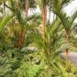Lipstick Palm Cyrtostachys Renda Tree 20 Seeds