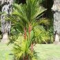 Lipstick Palm Cyrtostachys Renda Tree 20 Seeds