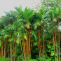 Lipstick Palm Cyrtostachys Renda Tree 20 Seeds