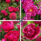Exotic Double Peony 20 Seeds
