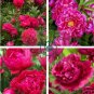 Exotic Double Peony 20 Seeds