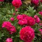 Exotic Double Peony 20 Seeds