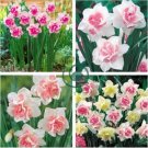 Narcissus Flower Balcony Plants 200 Seeds