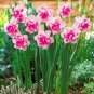 Narcissus Flower Balcony Plants 200 Seeds
