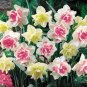 Narcissus Flower Balcony Plants 200 Seeds
