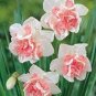 Narcissus Flower Balcony Plants 200 Seeds