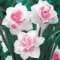 Narcissus Flower Balcony Plants 200 Seeds