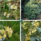 Fragrance osmanthus Tree 20 Seeds