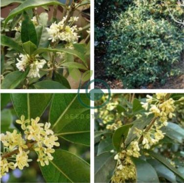Fragrance osmanthus Tree 20 Seeds