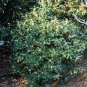 Fragrance osmanthus Tree 20 Seeds