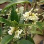 Fragrance osmanthus Tree 20 Seeds