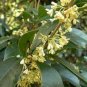 Fragrance osmanthus Tree 20 Seeds