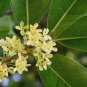 Fragrance osmanthus Tree 20 Seeds
