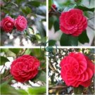 Camellia Flores Potted Plants 10 Seeds