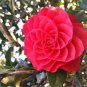 Camellia Flores Potted Plants 10 Seeds