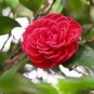 Camellia Flores Potted Plants 10 Seeds