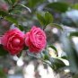 Camellia Flores Potted Plants 10 Seeds