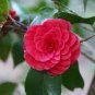 Camellia Flores Potted Plants 10 Seeds