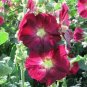 Double Hollyhock Flower Bonsai 200 Seeds