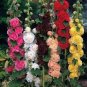 Double Hollyhock Flower Bonsai 200 Seeds