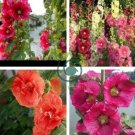 Double Hollyhock Flower Bonsai 200 Seeds