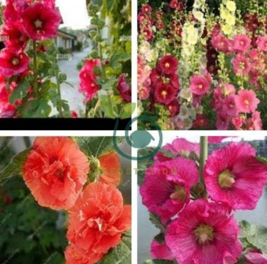 Double Hollyhock Flower Bonsai 200 Seeds