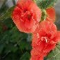 Double Hollyhock Flower Bonsai 200 Seeds