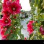 Double Hollyhock Flower Bonsai 200 Seeds